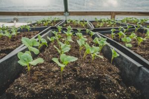 IDEA Celebrates Farm to School Month 2021