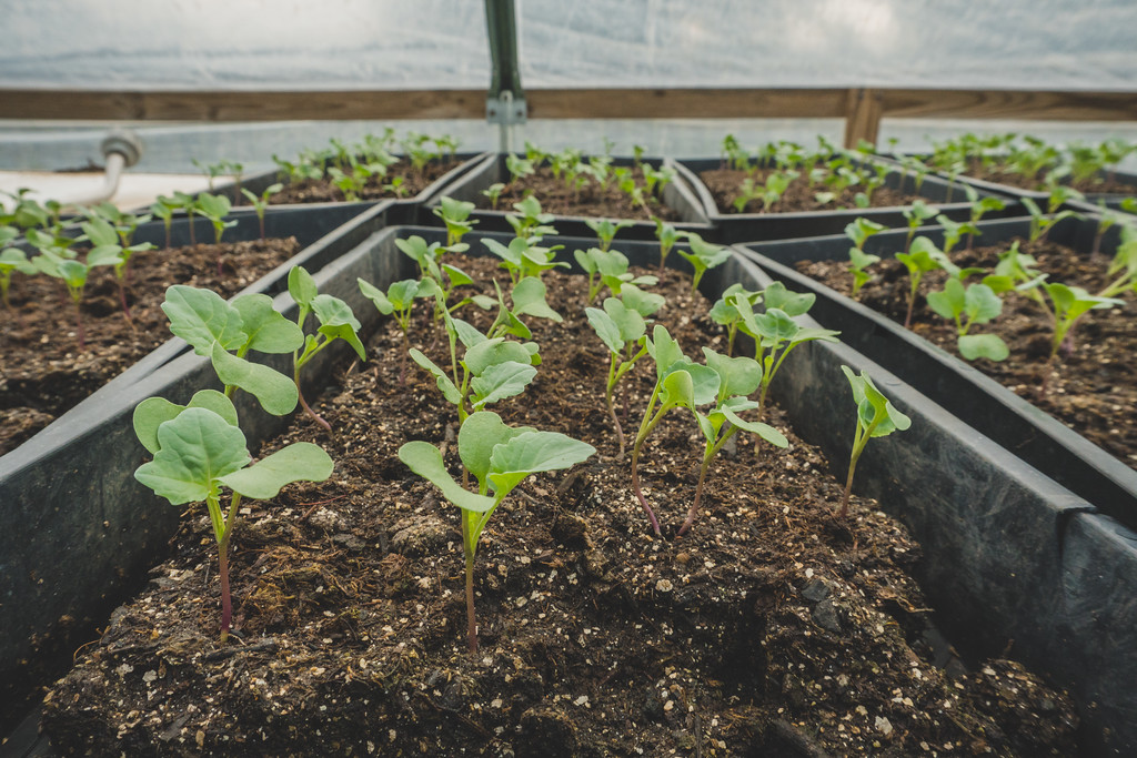 IDEA Celebrates Farm to School Month 2021